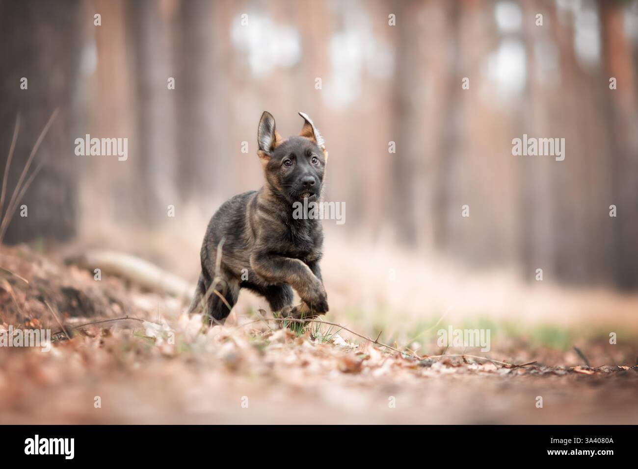 DDR Deutscher Schäferhund Stockfoto
