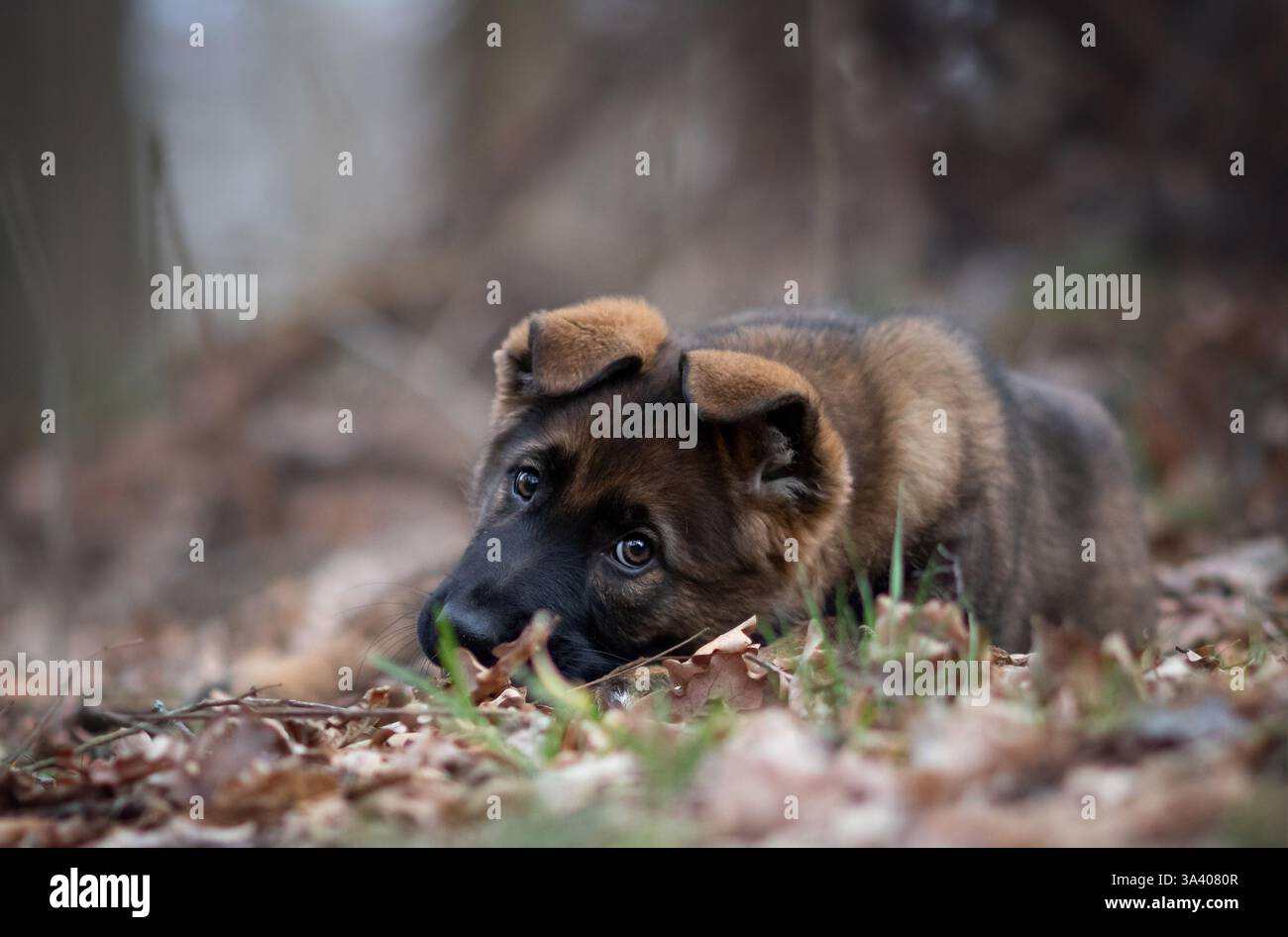 DDR Deutscher Schäferhund Stockfoto