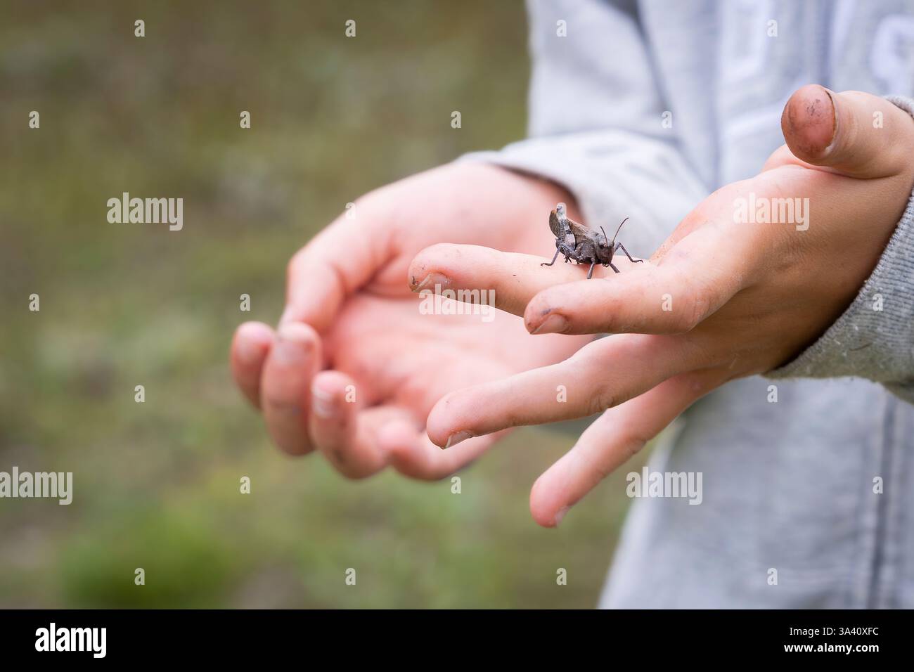 Ein Rattle Grasshopper sitzt auf der Hand, sonniger Tag im Sommer. Rassel Heuschrecken, wissenschaftlicher Name Psophus stridulus, männlich. Stockfoto