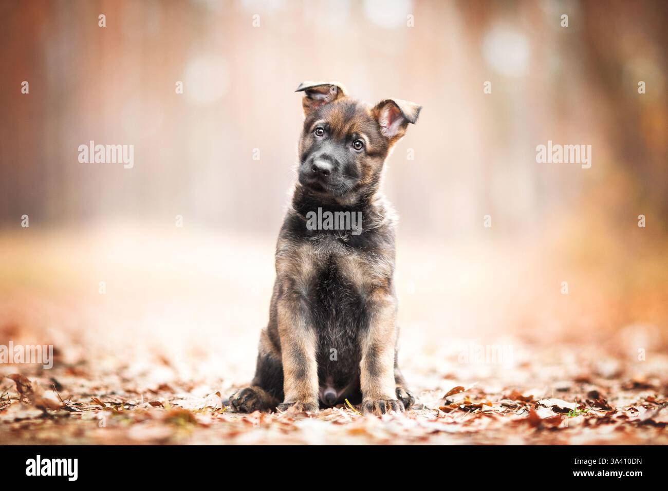 DDR Deutscher Schäferhund Stockfoto