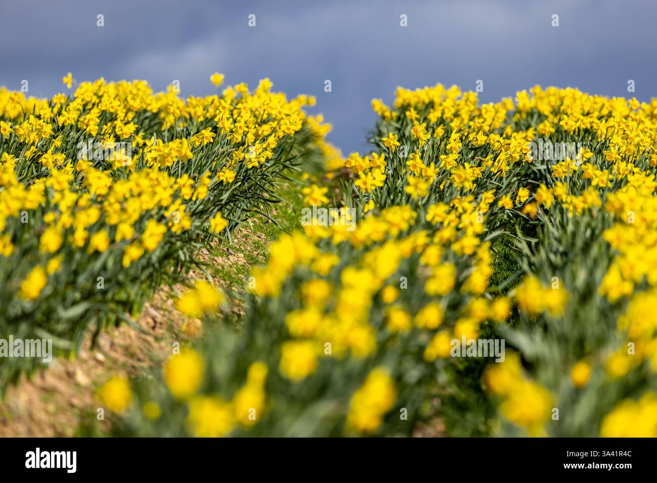 Ein blühendes Narzissen-Feld in der Nähe von St. David's in Pembrokeshire, mit selektivem Fokus Stockfoto