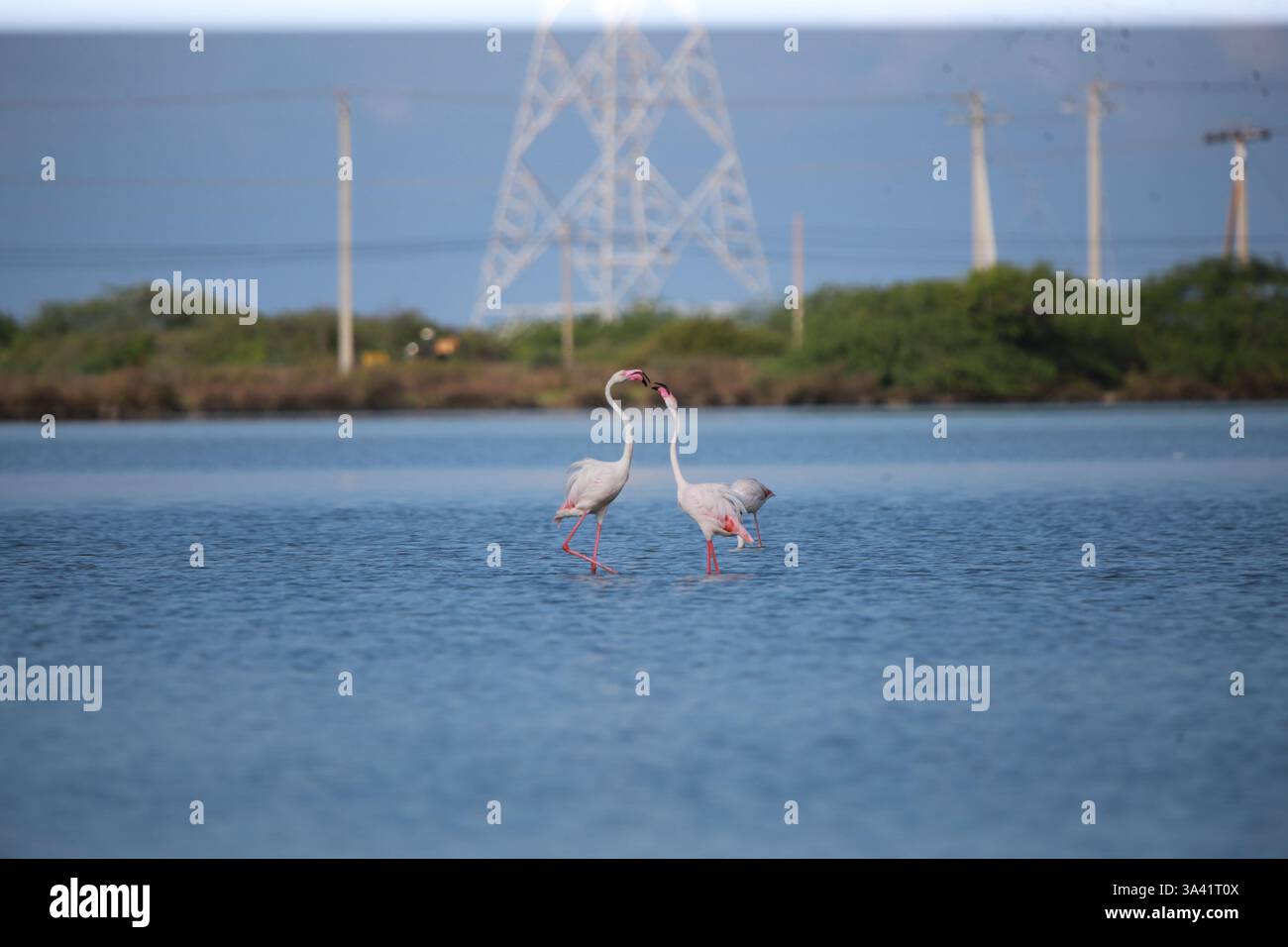 Migrationsflamingos während ihres Aufenthalts in Mannar, Sri Lanka Stockfoto