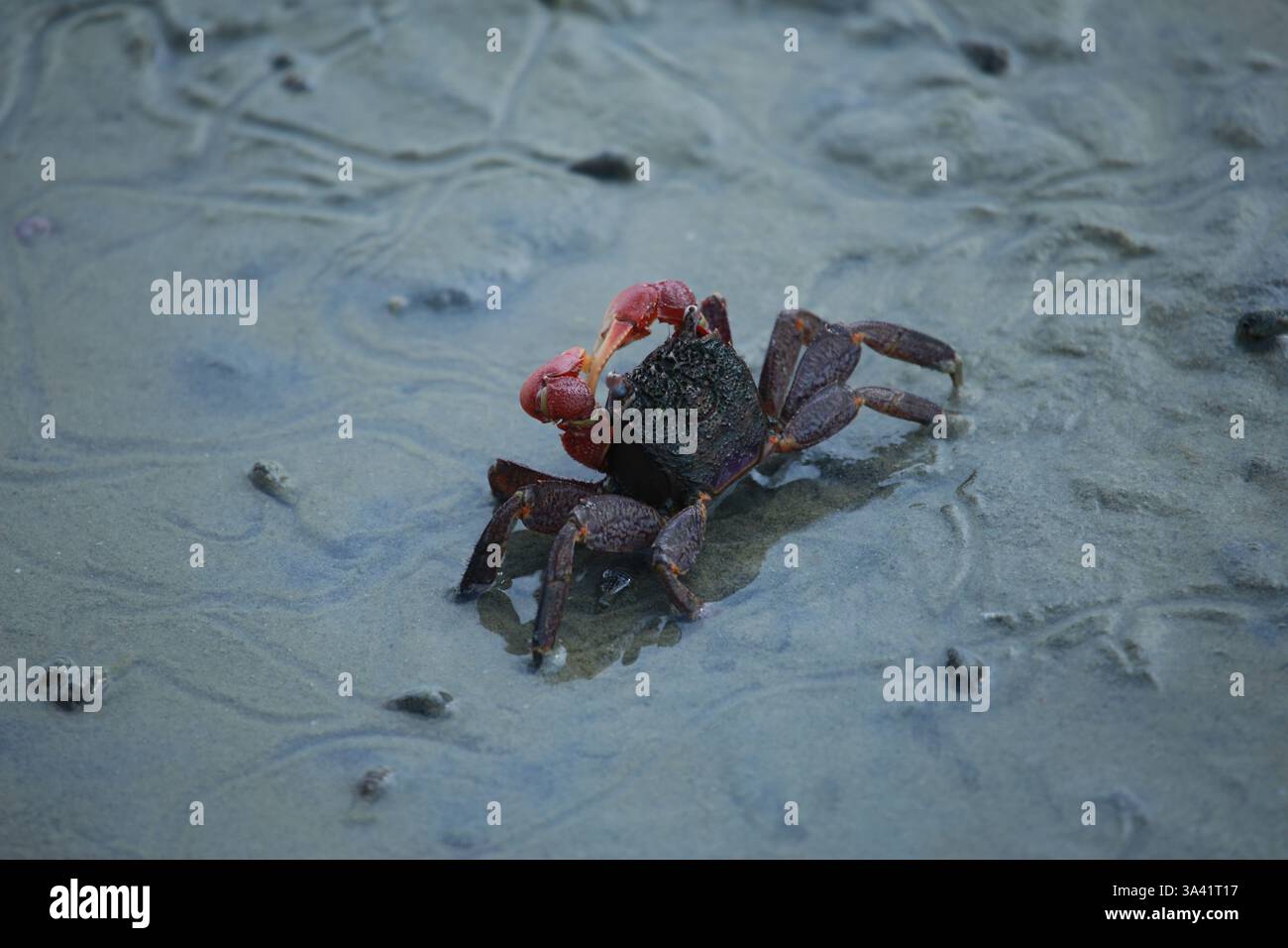 Faszinierende Krabbe in ihrem natürlichen Lebensraum mit ihren markanten Klauen. Sie spielen eine entscheidende Rolle bei der Aufrechterhaltung des Gleichgewichts im Mangrovenökosystem Stockfoto