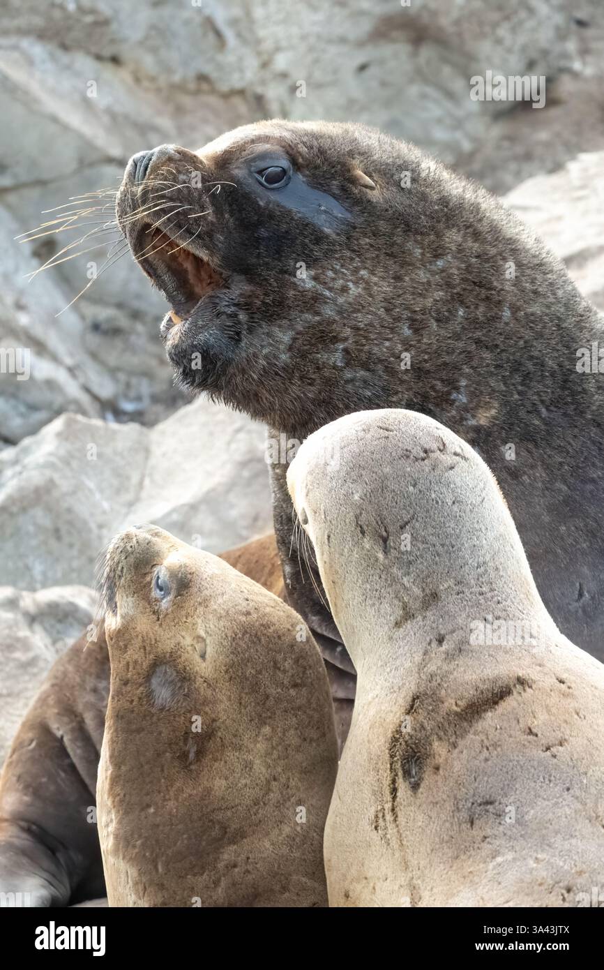 Südamerikanische Seelöwen (Otaria flavescens) sind auch als patagonische Seelöwen oder südliche Seelöwen im argentinischen Feuerland bekannt. Stockfoto