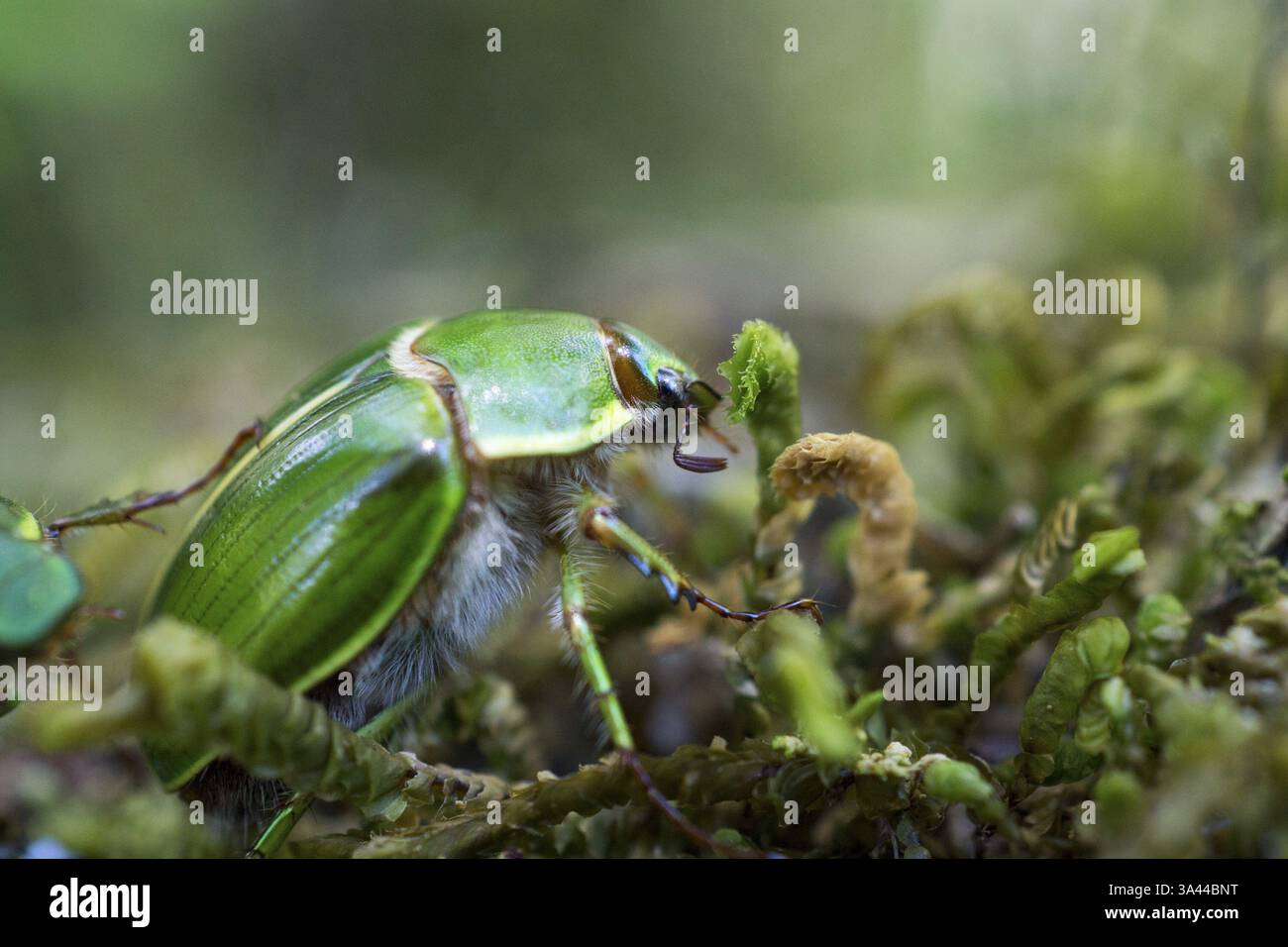 Grüner Cocktailchafer auf Moos Stockfoto