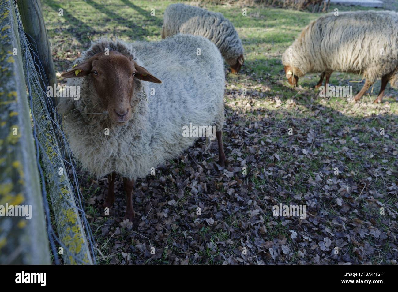 Coburger Schaf, Coburger Fuchs Schaf, Schafrasse, Nutztier, Hohenloher Freilandmuseum, Wackershofen, Hohenlohe, Deutschland, Europa Stockfoto