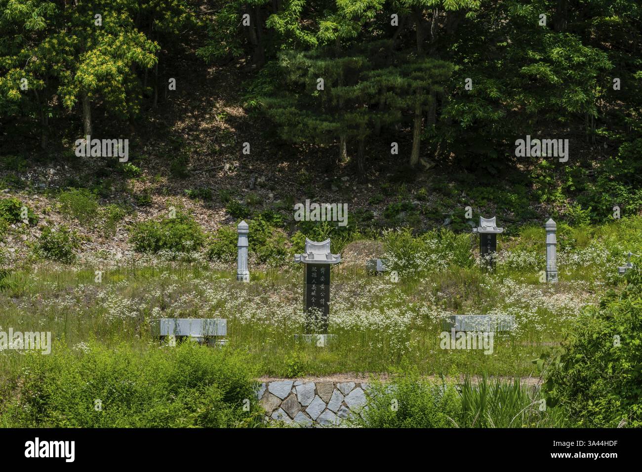 Chungcheongbuk-do, Südkorea: 21. Juni 2019: Markierte Grabhügel auf Familienfriedhof in abgelegener Wildnis Stockfoto