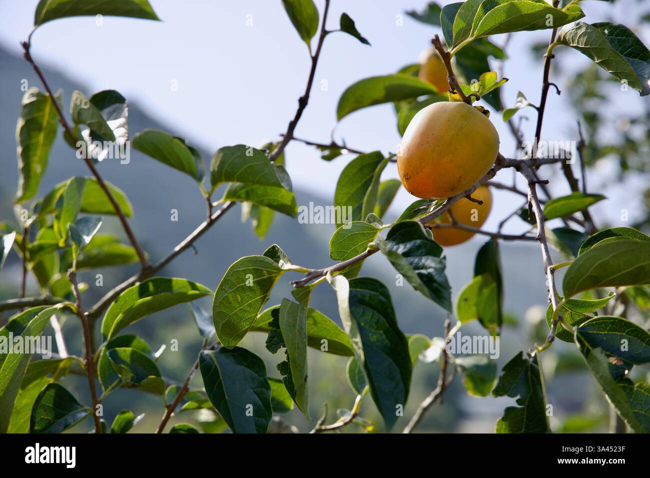 Gwangyang City, Südkorea - 3. Oktober 2021: Eine Nahaufnahme von Persimmonen, die auf einem Baum Reifen, mit leuchtend grünen Blättern, die von Sonnenlicht und A beleuchtet werden Stockfoto