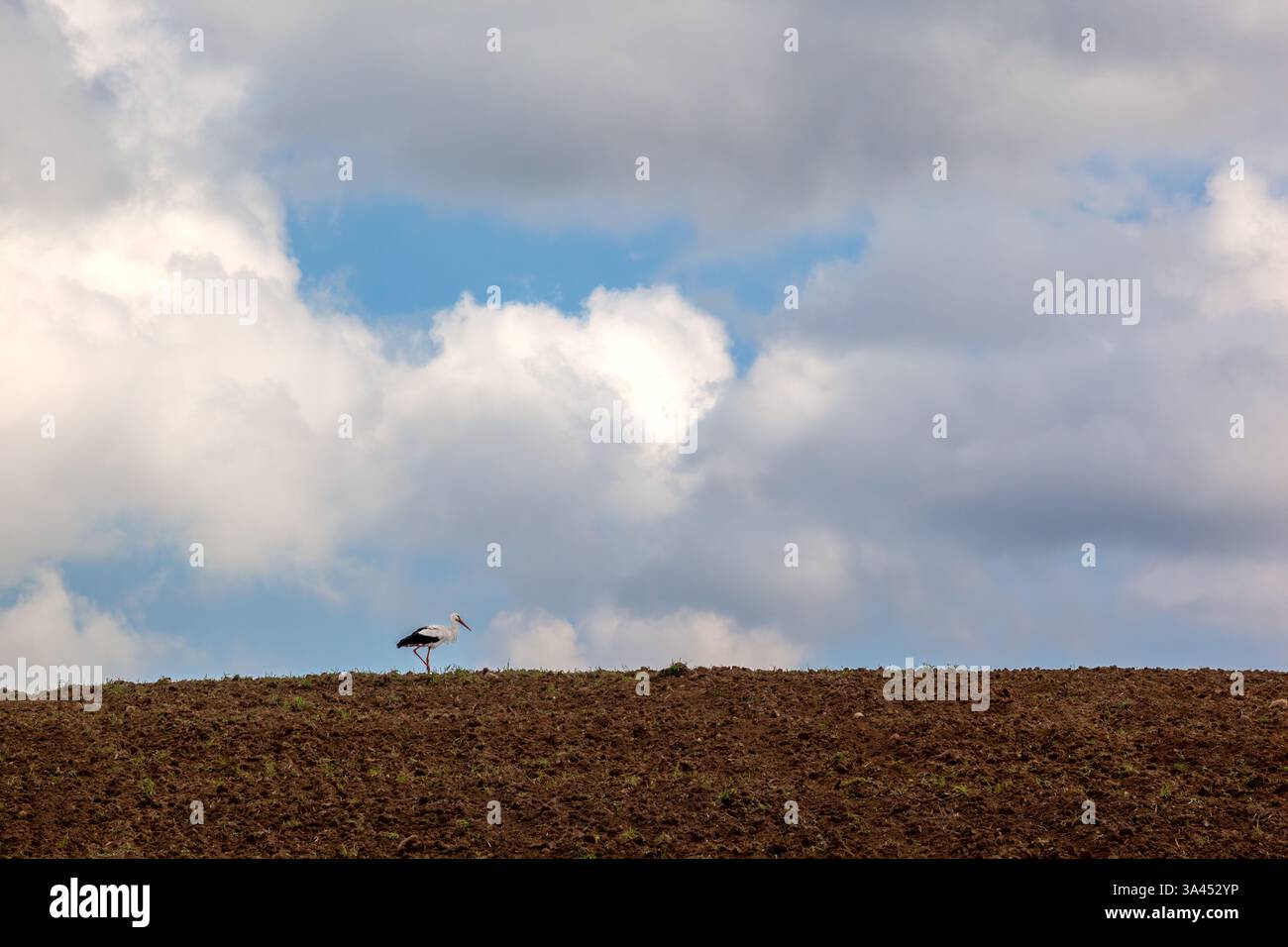Weißstorch (Ciconia ciconia) auf einem Hügel in gepflügten Feldern während der Erntezeit, Polen Stockfoto