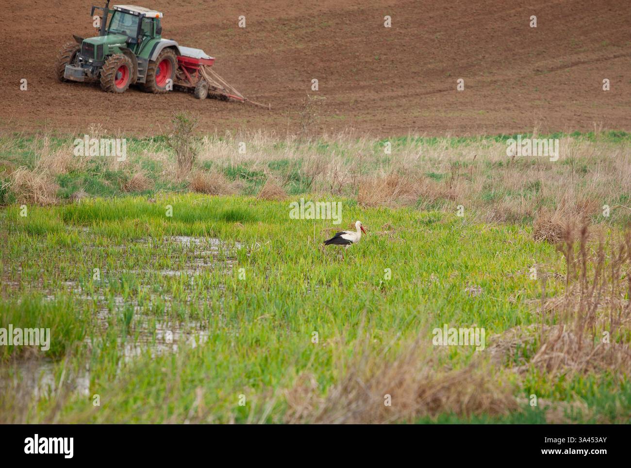 Weißstörche (Ciconia ciconia) auf gepflügten Feldern während der Erntezeit mit Traktor im Hintergrund, Polen Stockfoto