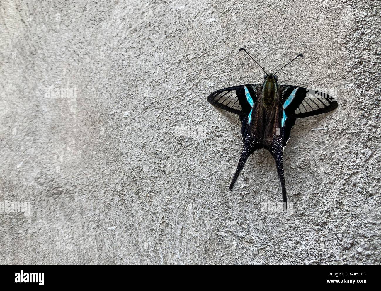 Lamproptera meges, der grüne drachenschwanz, ist eine Art von Schwalbenschwanzfalter (Familie Papilionidae), die in Teilen Südasiens und Südostasiens vorkommt - Smartphone-aufgenommenes Stockfoto