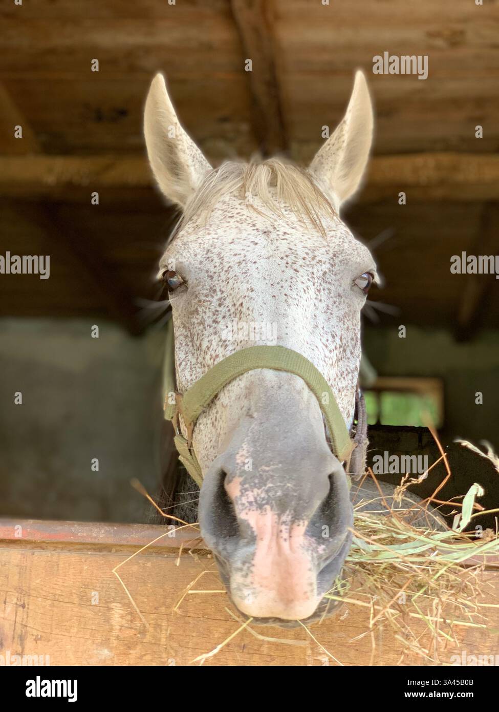 Tiere Portrets, schottische Kuh, weißes Pferd - Smartphone-aufgenommenes Stockfoto