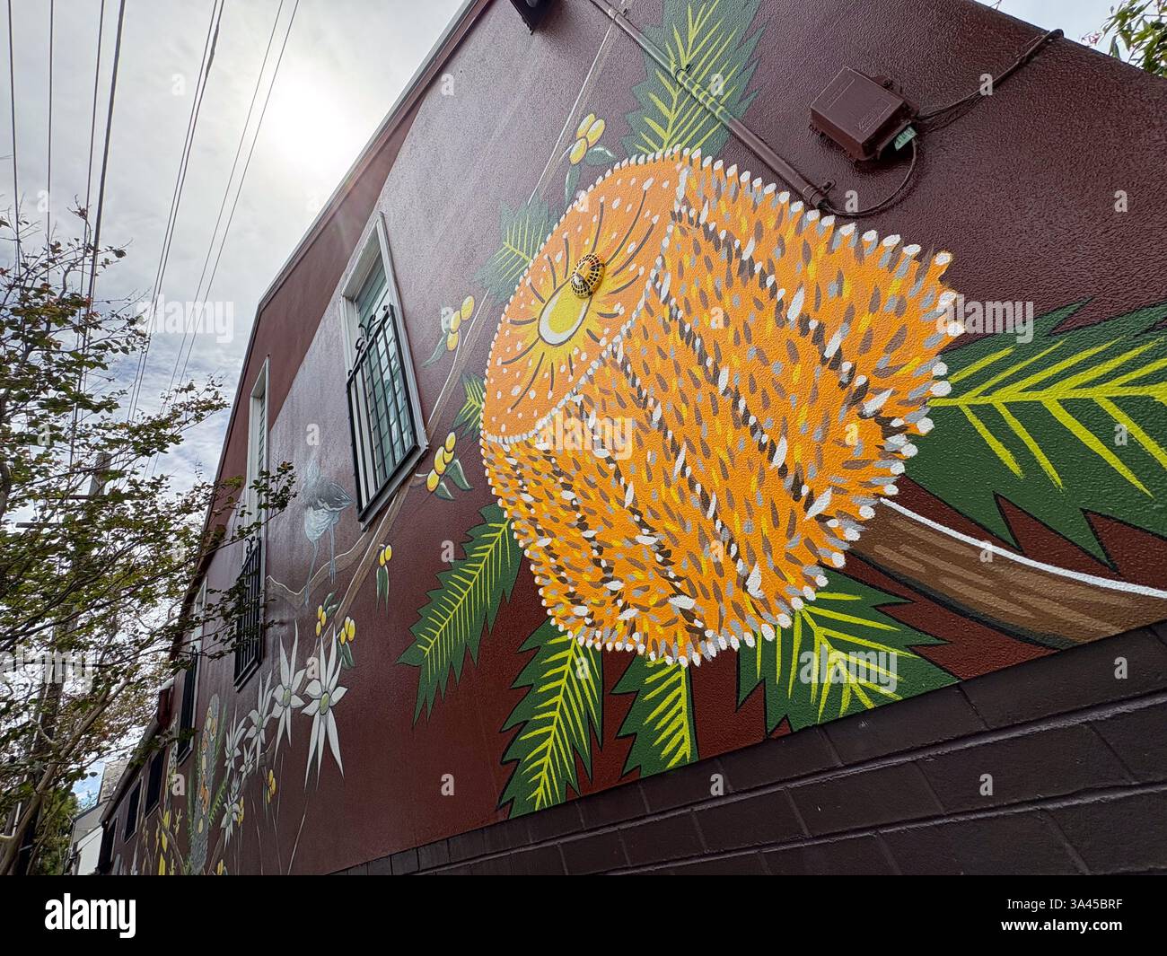 Wandgemälde in einem braunen Gebäude in Sydney, das die australische Flora darstellt und urbane Kunst zeigt. Stockfoto