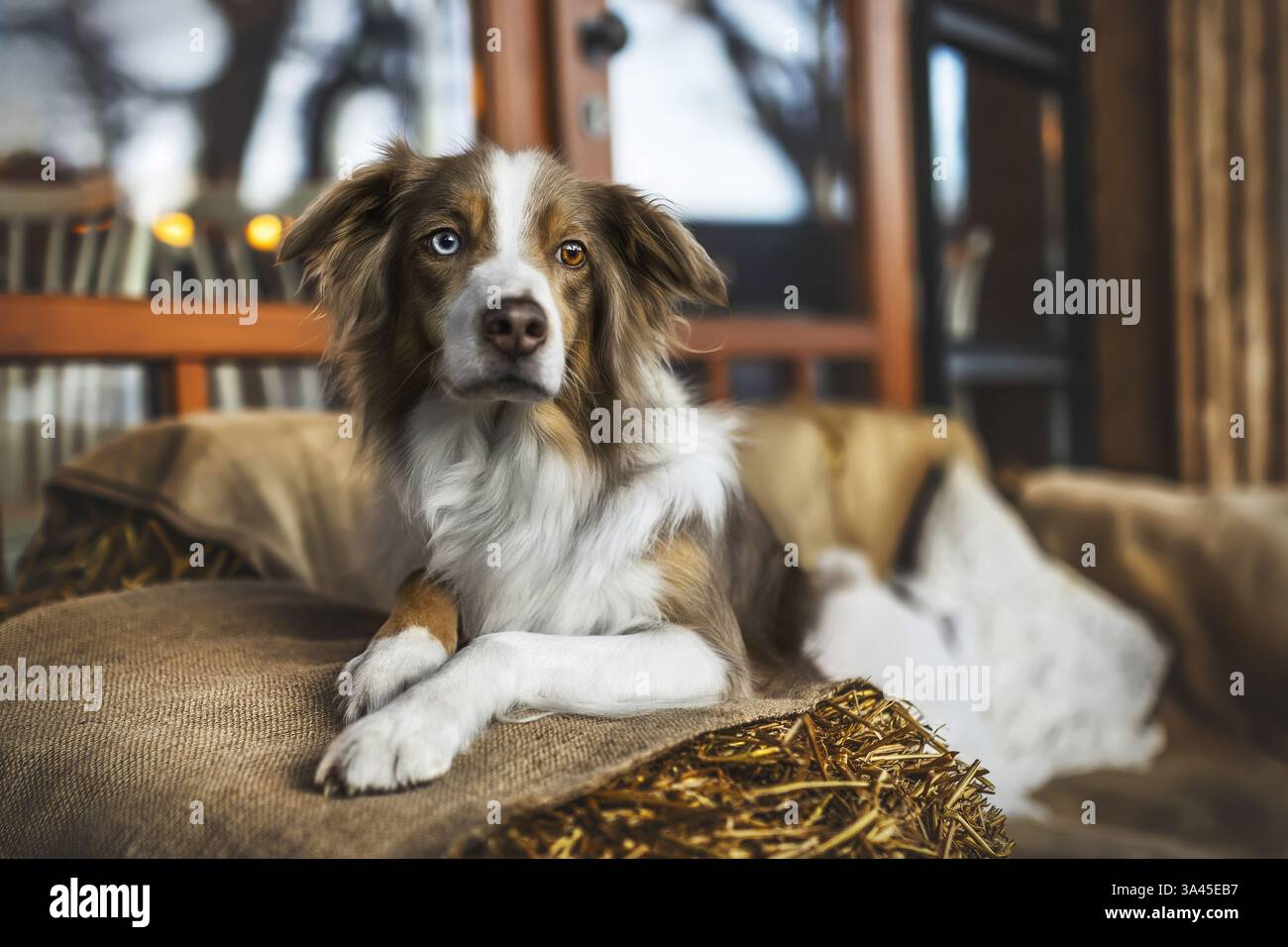 Australian-Shepherd-Border-Collie Stockfoto