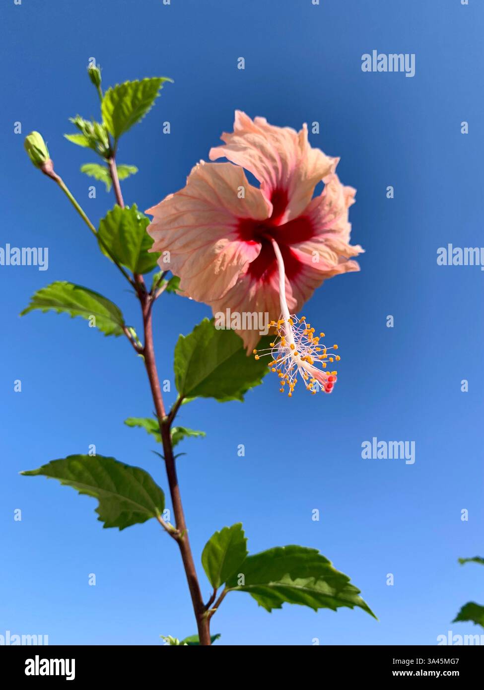 Rosafarbene Hibiskusblume gegen blauen Himmel - Smartphone-aufgenommenes Stockfoto