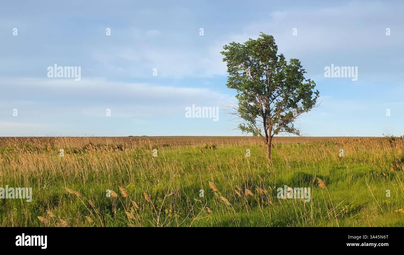 Malerische Sommerlandschaft mit einem einfarbige Baum auf dem Feld, umgeben von Schilfvegetation. Leeres Land, idyllische ländliche Naturlandschaft. Saisonal auf dem Land Stockfoto