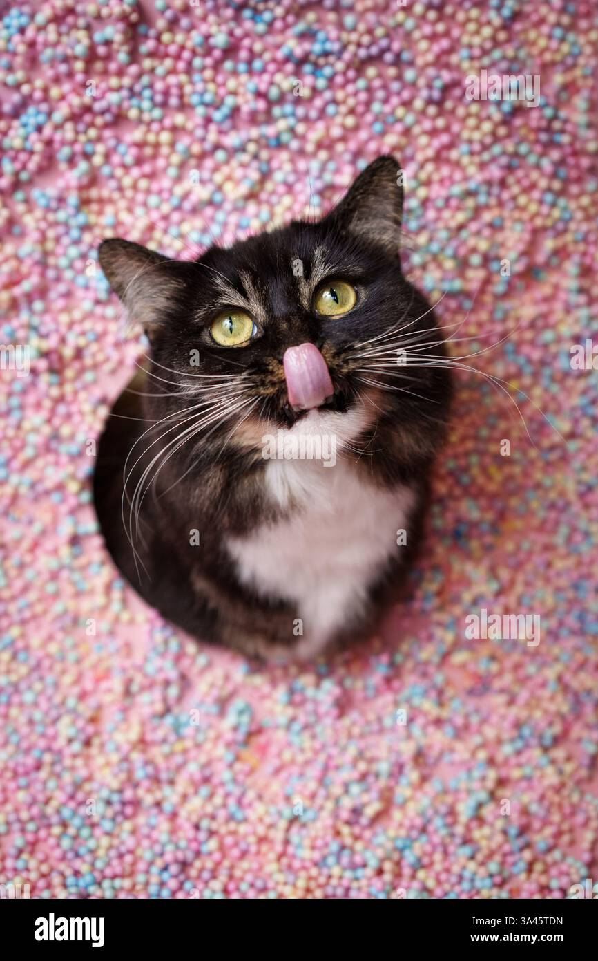 Sibirische Katze Stockfoto