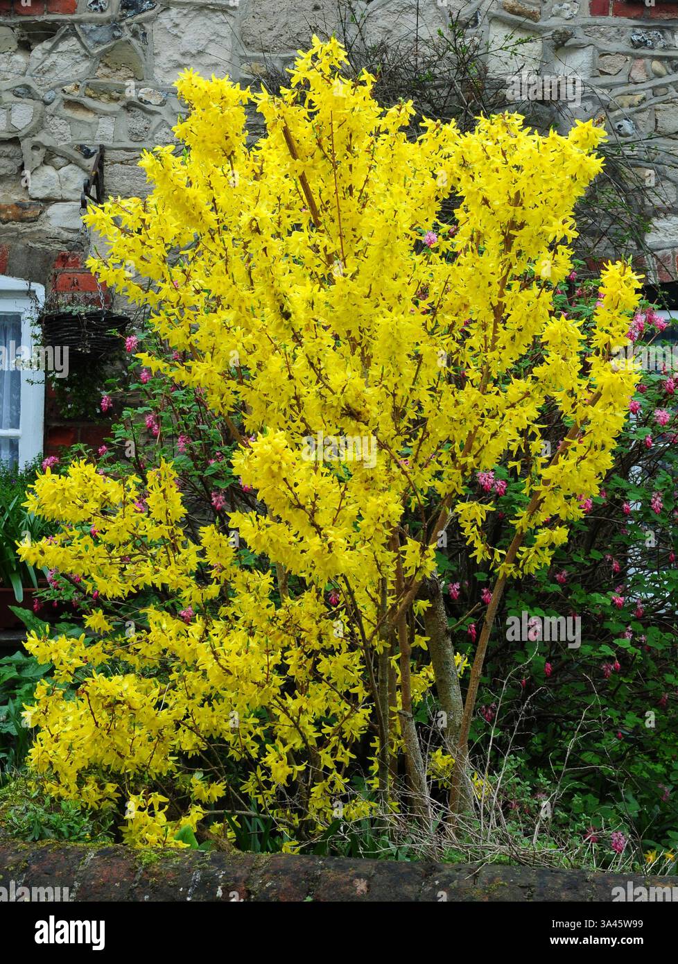 Forsythien blühen Stockfoto