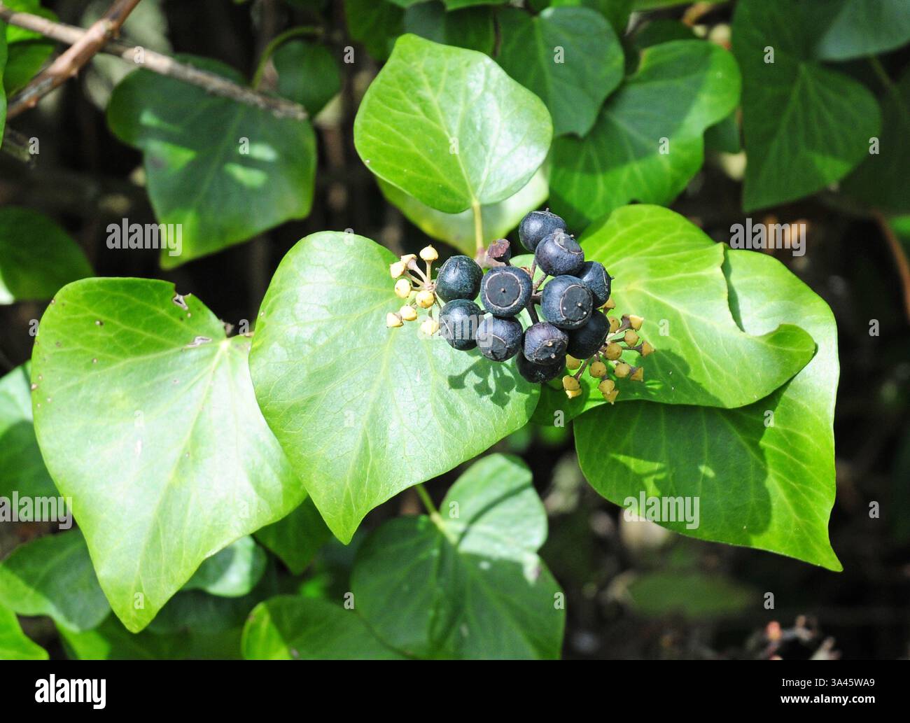 Schwarze efeu beeren -Fotos und -Bildmaterial in hoher Auflsung  Alamy