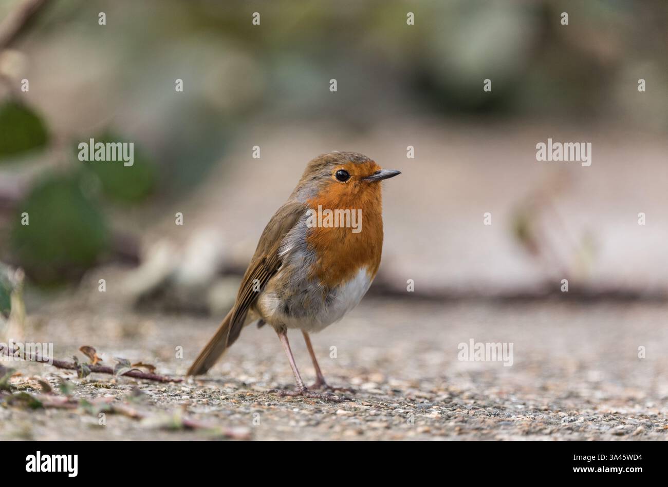 Robin (Erithacus rubecula) steht an einer Mauer in Cheshunt, Herts Stockfoto