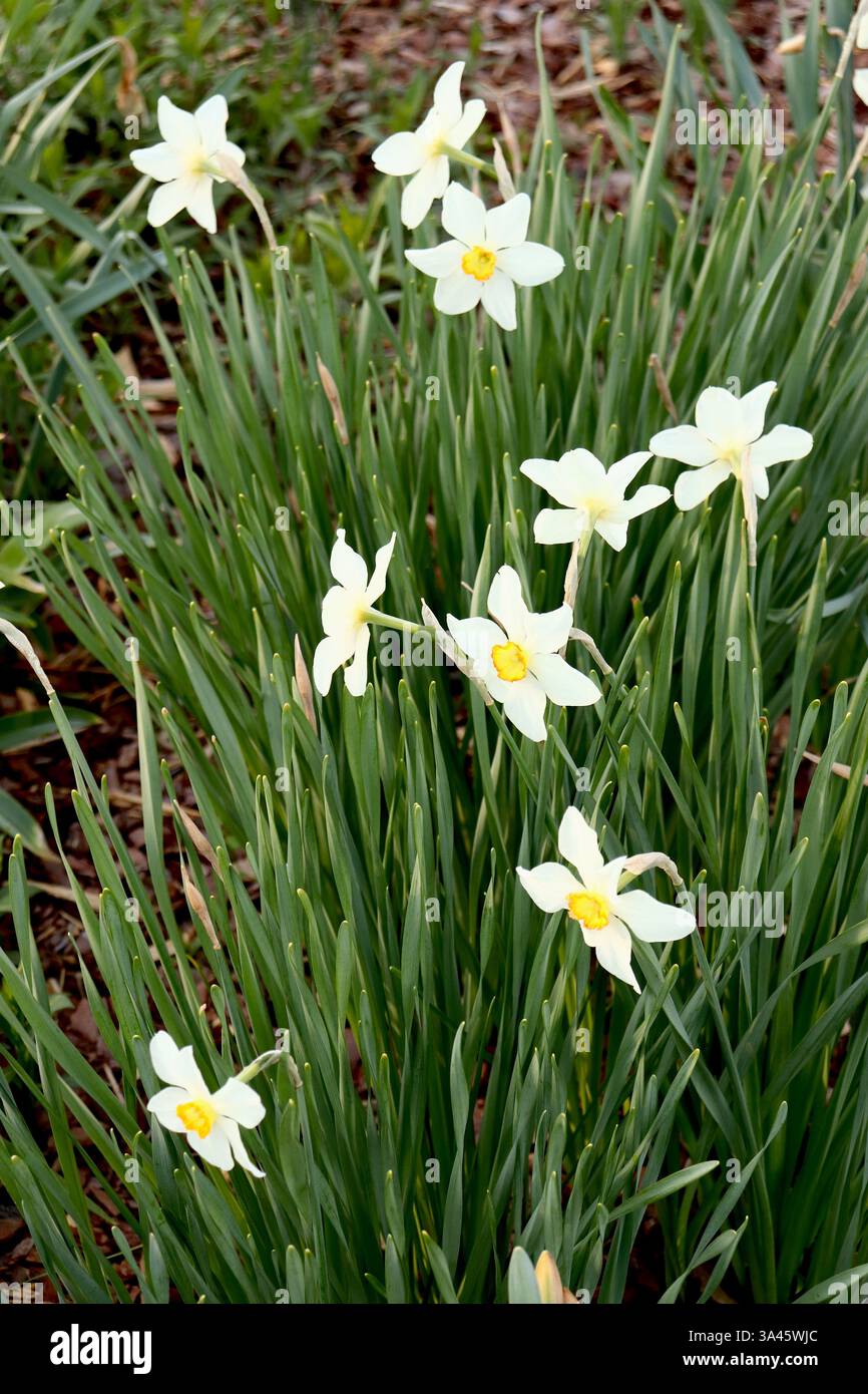 Frühlingssternblume Stockfoto
