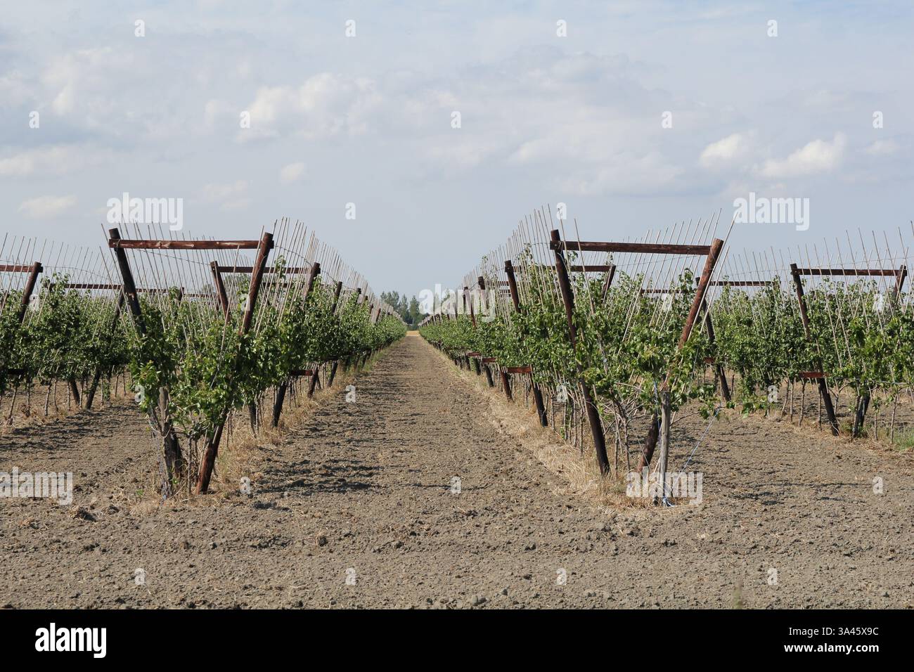 Ein Birnengarten mit Reihen von Bäumen in V-Form Nahaufnahme in der niederländischen Landschaft Stockfoto