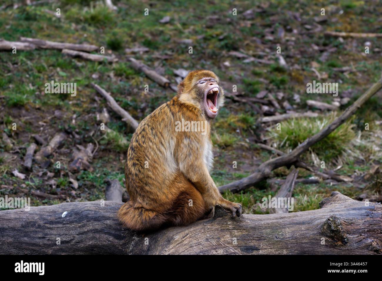 Berbermakaken Macaca Sylvanus Yawning on a Log. Ein Berbermakaken, der mit offenem Mund auf einem Baumstamm sitzt, in einem natürlichen Lebensraum. Stockfoto