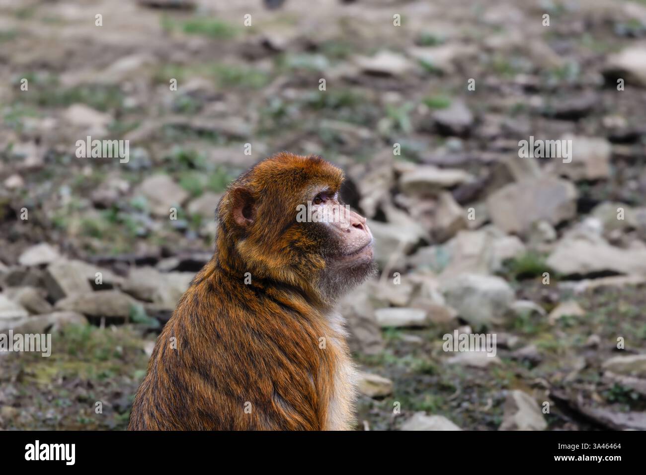 Berbermakaken Macaca Sylvanus sitzt auf felsigem Boden. Ein Berbermakaken, der auf felsigem Boden sitzt und zur Seite blickt. Stockfoto