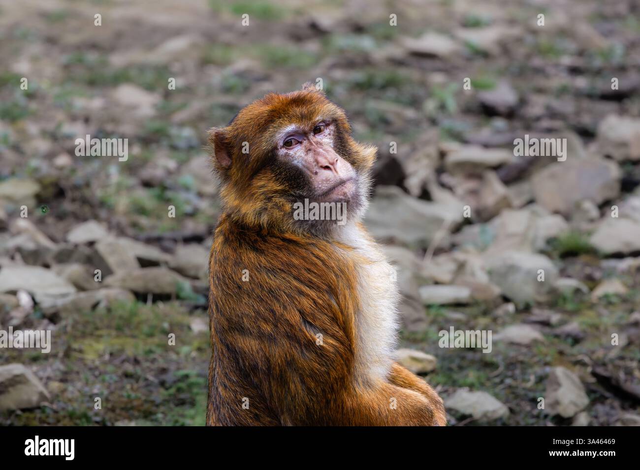 Berbermakaken Macaca Sylvanus sitzt auf felsigem Boden. Ein Berbermakaken, der auf felsigem Boden sitzt und auf die Kamera blickt. Stockfoto