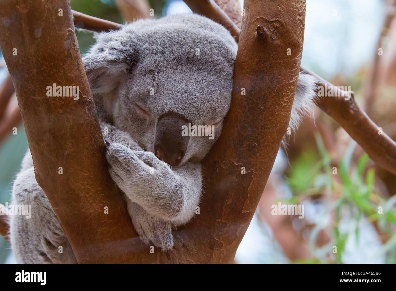 Schlafender Koala in einem Baum. Ein Koala, der friedlich in einem Baum schläft, mit dem Kopf auf dem Arm und geschlossenen Augen. Das Pelz des Koalas ist grau und flauschig. Stockfoto