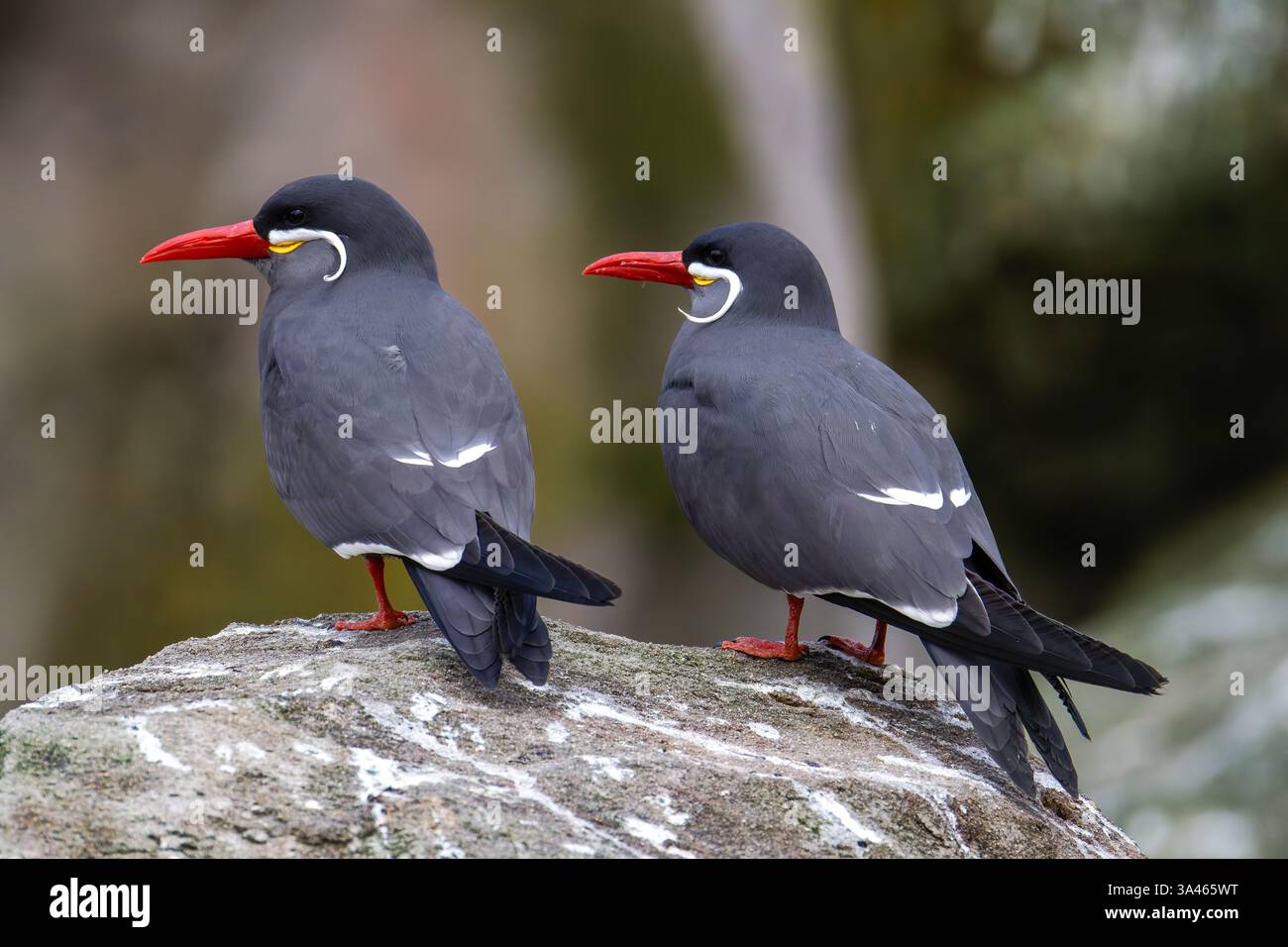 Zwei Inka-Seeschwalben, Larosterna-inka mit markanten roten Schnäbeln und weißen Schnurrbart-ähnlichen Markierungen auf einem Felsen. Stockfoto