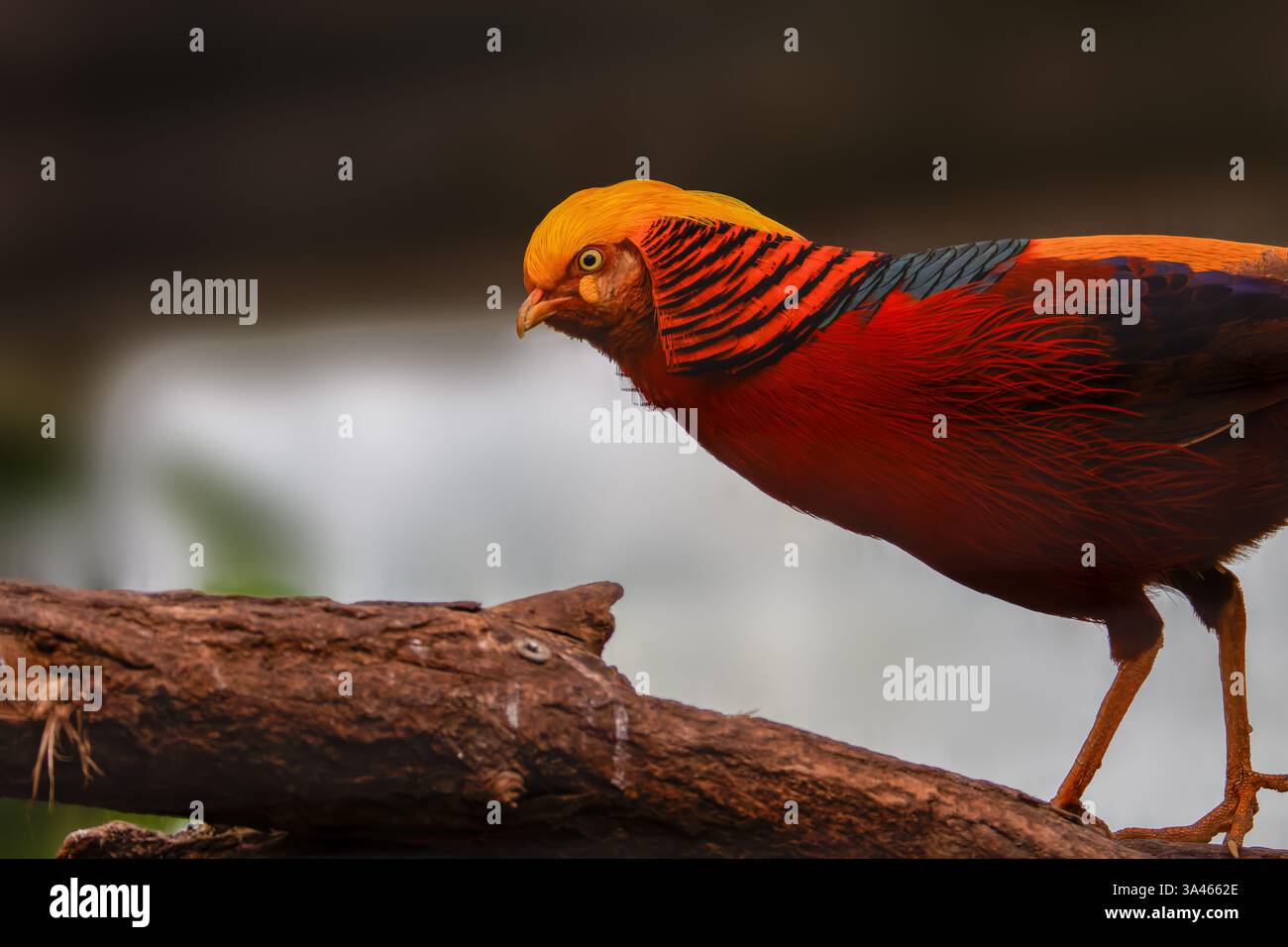 golden, Fasan, Chrysolophus, Vogel, Chrysolophus pictus, goldener Fasan, lebendiges Gefieder, Tierwelt, Natur, kein Mensch, draußen, eins, Tier, wild, Stockfoto