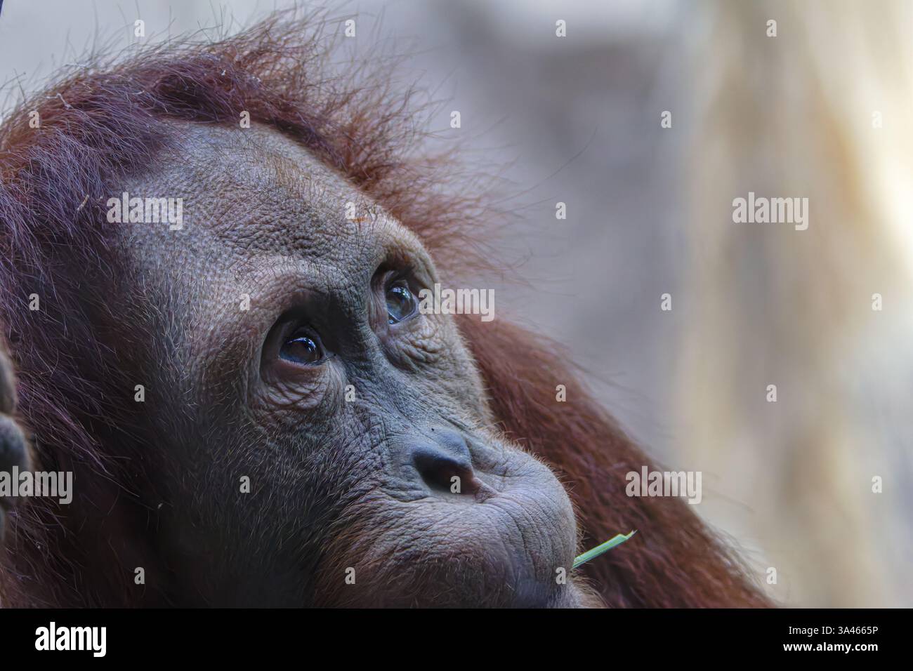 Kontemplativer Orang-Utan, pongo abelil mit Gras. Nahaufnahme eines Orang-Utans mit kontemplativem Ausdruck, der einen Grashalm im Mund hält. Die Stockfoto