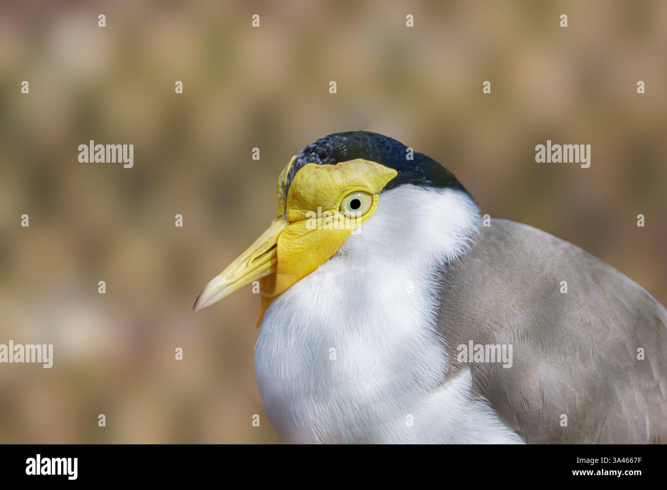 Maskierte Lapwing-Nahaufnahme mit gelben Wattles. Nahaufnahme eines maskierten Kiefervogels mit charakteristischen gelben Watteln und schwarzer Krone. Stockfoto