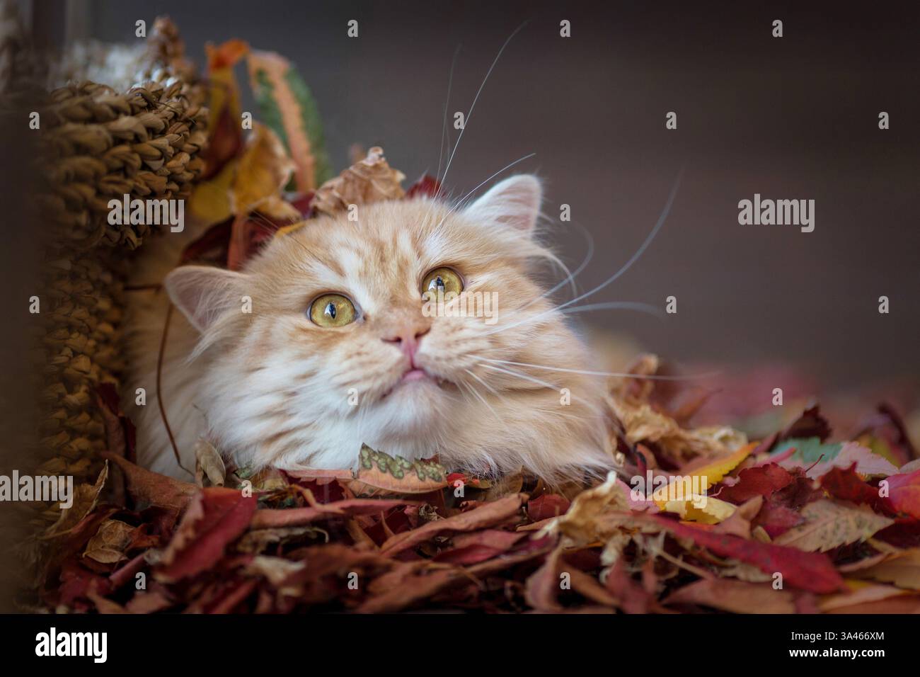 Deutsch Langhaar-Kater Stockfoto