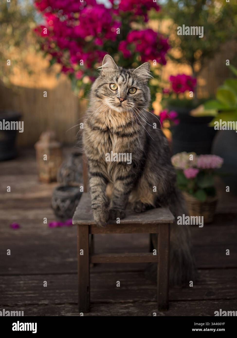 Deutsch Langhaar-Kater Stockfoto