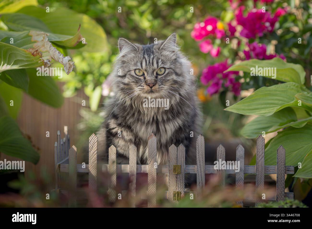 Deutsch Langhaar-Kater Stockfoto