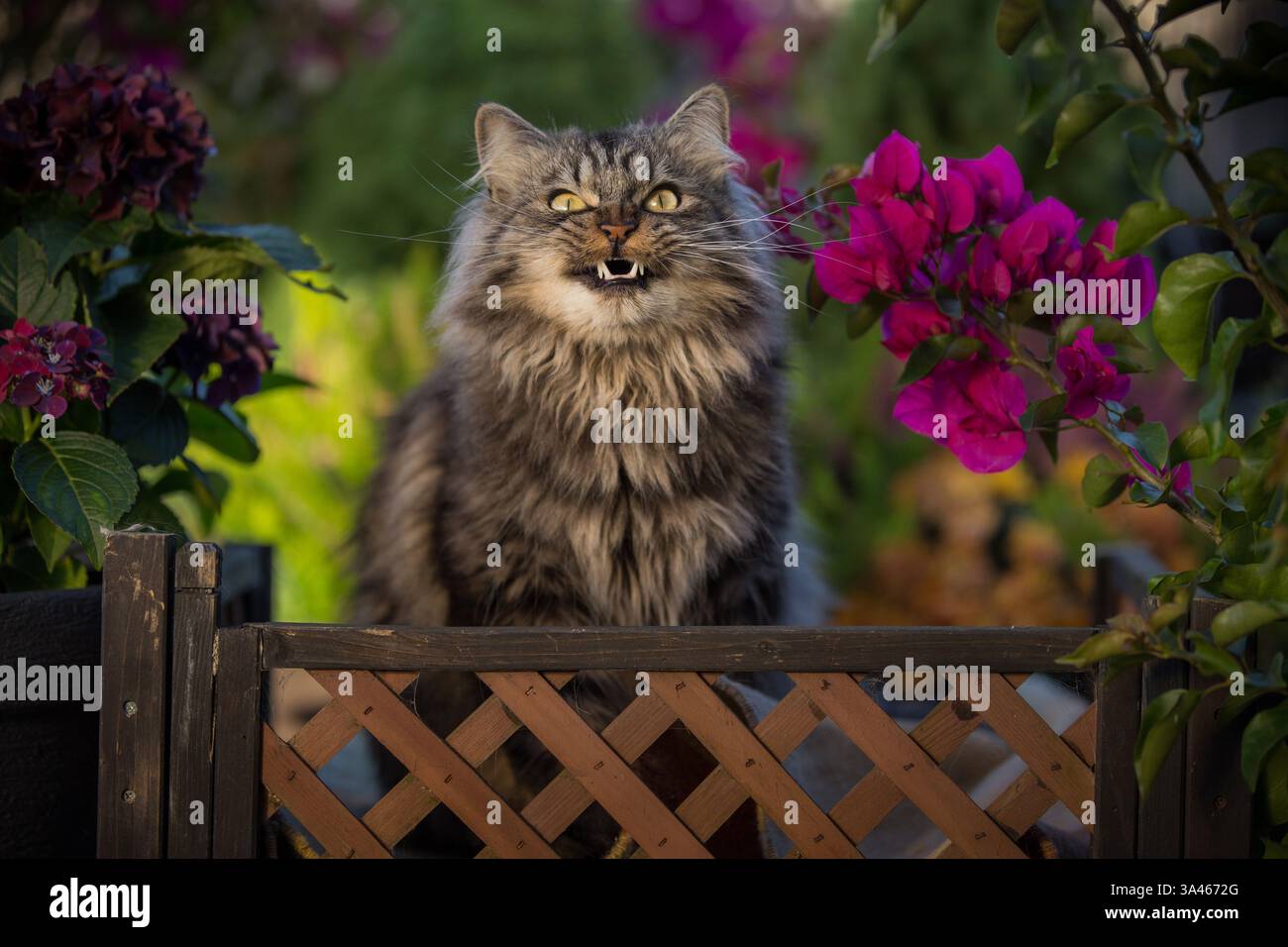 Deutsch Langhaar-Kater Stockfoto