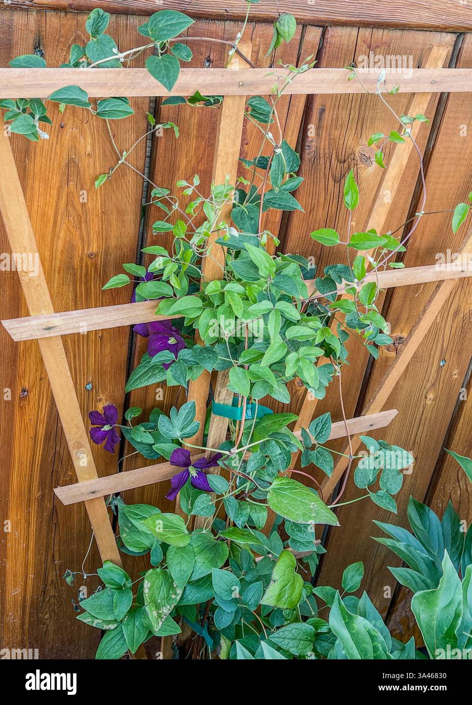 Eine Nahaufnahme einer Clematis-Rebe mit violetten Blüten und grünen Blättern, die auf einem Holzspalier gegen einen natürlichen Holzzaun klettern. Die komplizierten Ranken wickeln sich - Smartphone-aufgenommenes Stockfoto
