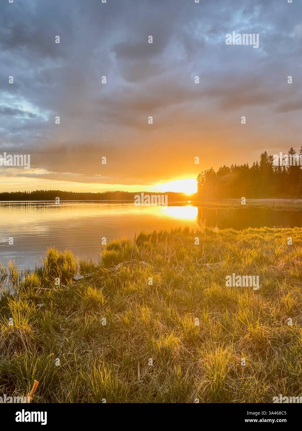 Ein wunderschöner Sonnenuntergang über einem ruhigen See, mit goldenem Licht, das auf dem Wasser reflektiert, und einer grasbewachsenen Küste, umgeben von Bäumen. Die Szene zeigt den Peacefu Stockfoto