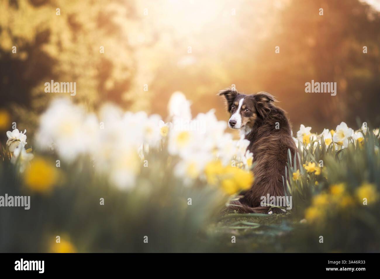 Miniature Australian Shepherd Stockfoto