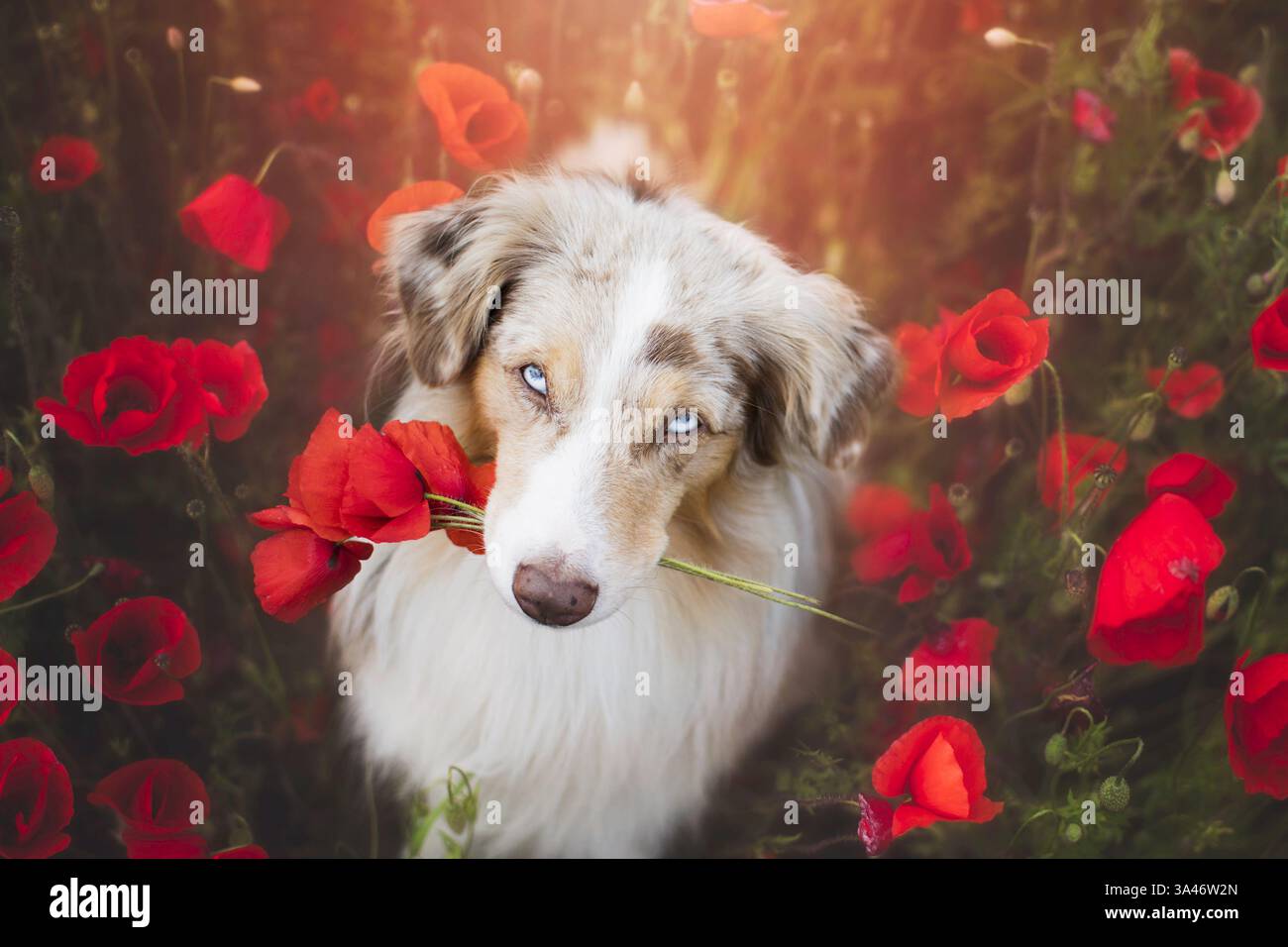 Miniature Australian Shepherd Stockfoto