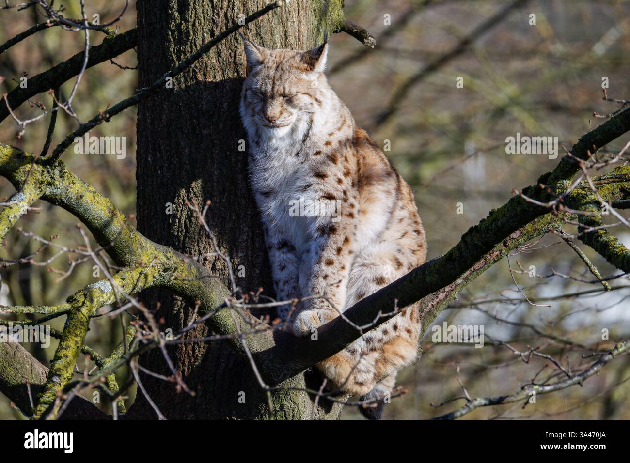 Eine Lynx-Katze, die hoch auf einem Baum schläft, sich in der Morgensonne aufwärmt Stockfoto