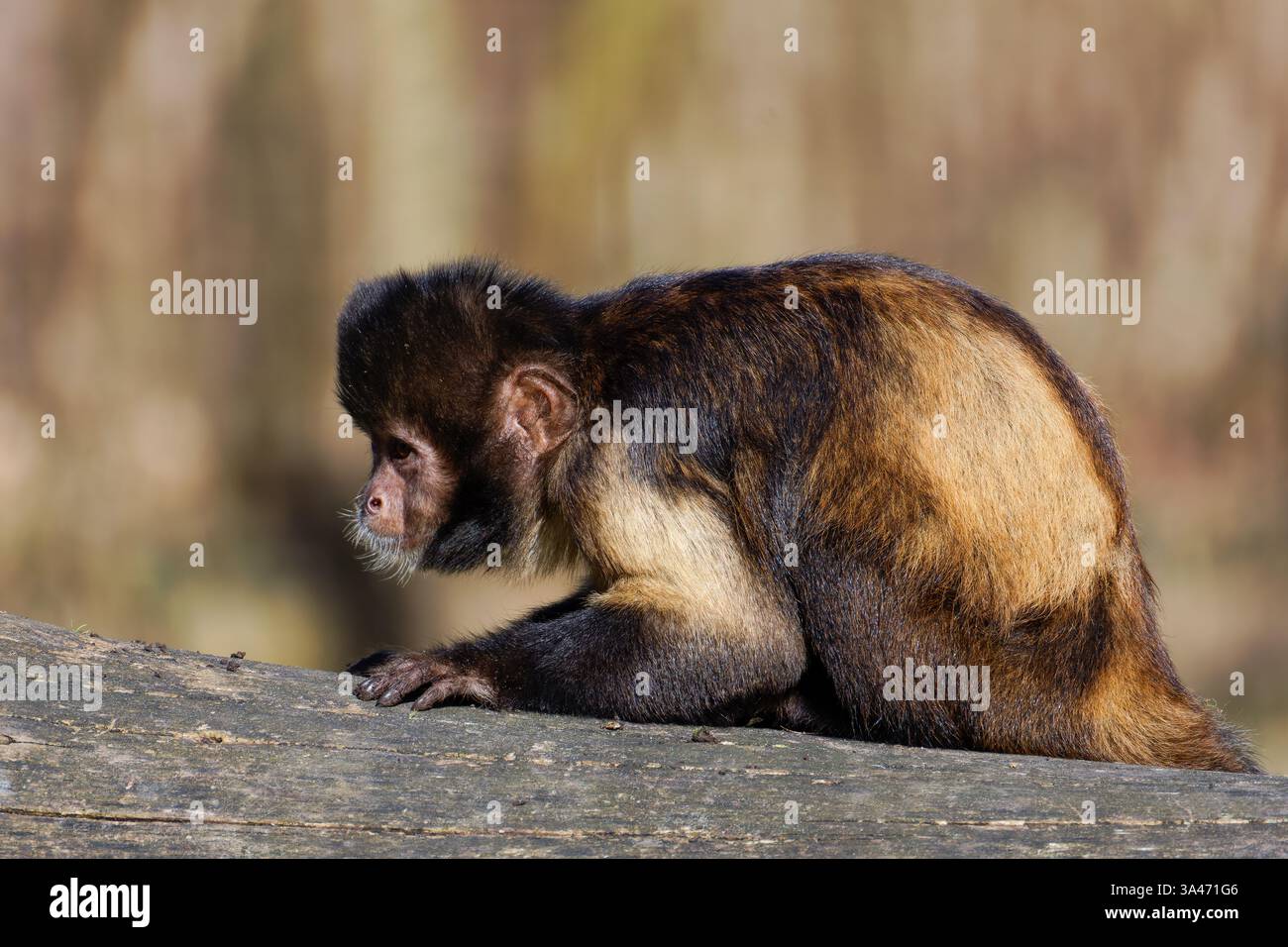 Der goldbauchige Kapuziner (Sapajus xanthosternos), auch bekannt als Gelbbrüste oder Buff-köpfige Kapuziner, ist eine Art der Neuen Welt Stockfoto