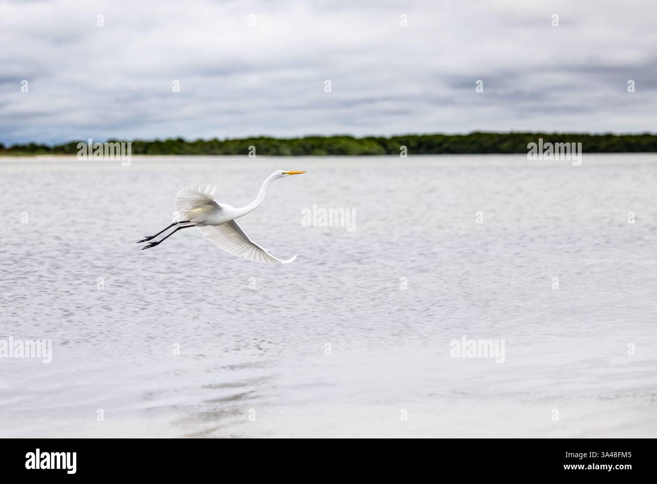 Great Egret (Ardea alba) im Flug über ruhige Küstenseichte an einem bewölkten Morgen in der Nähe des Honeymoon Island State Park, Dunedin, Florida. Stockfoto