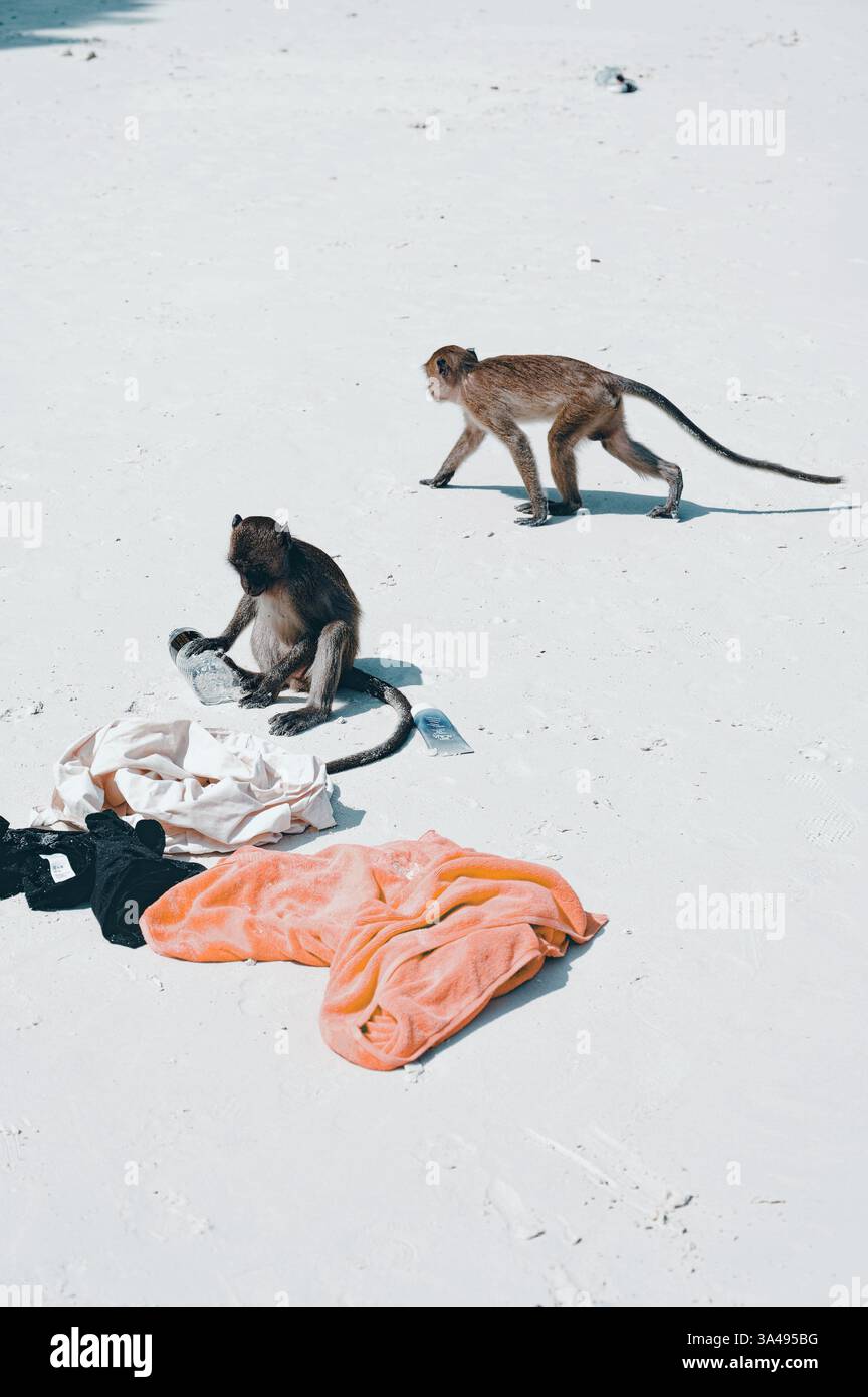 Im weißen Sand des Dabizha Affenparks wühlen zwei Makaken durch die Habseligkeiten eines Touristen Stockfoto