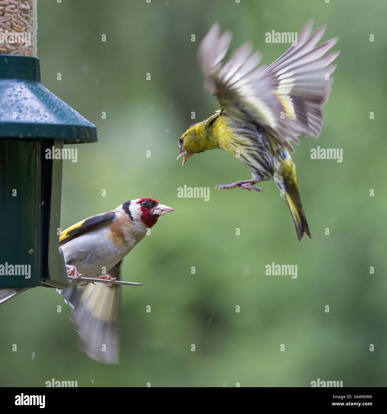 Goldfinch (Carduelis Carduelis) und männlicher eurasischer Siskin (Spinus spinus) streiten um Gartensaatfutter Stockfoto