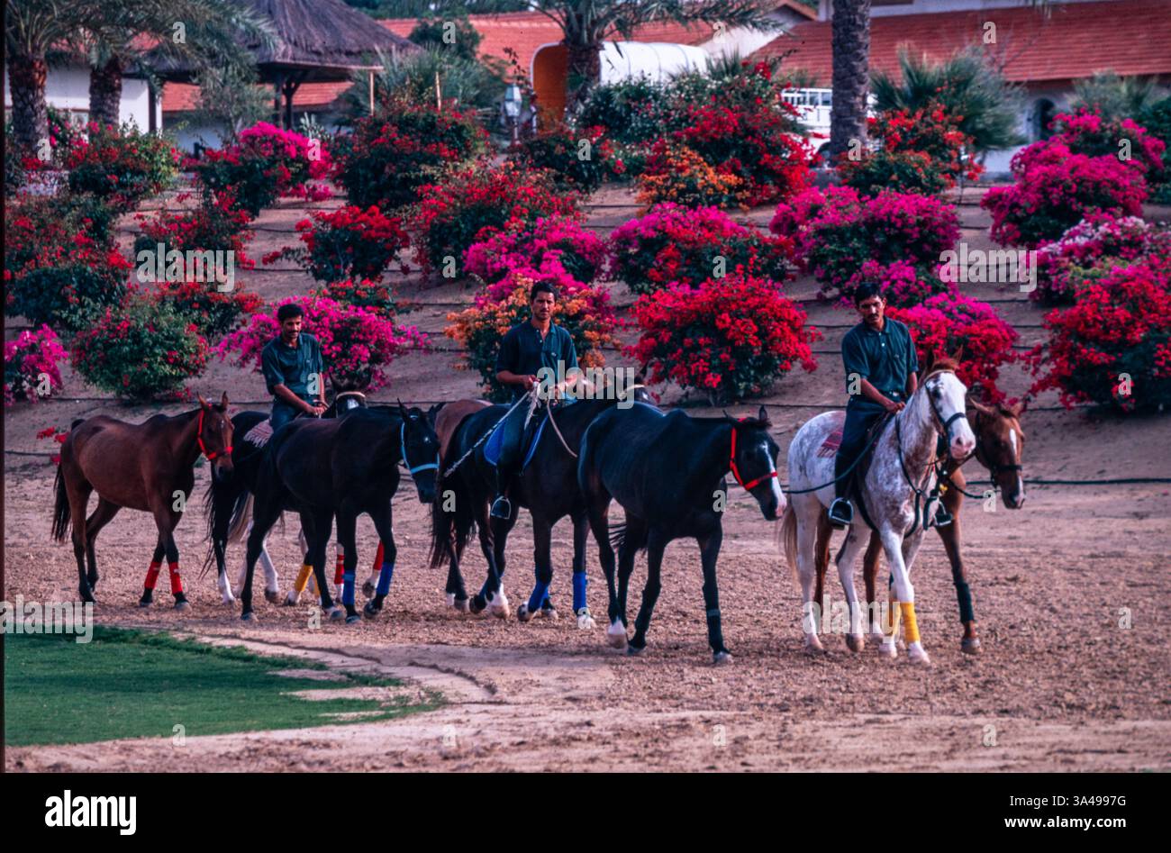 Pferde der Aga Khan werden im Salagor Turf Club in Kuala Lumur, Malaysia, ausgeübt. Stockfoto