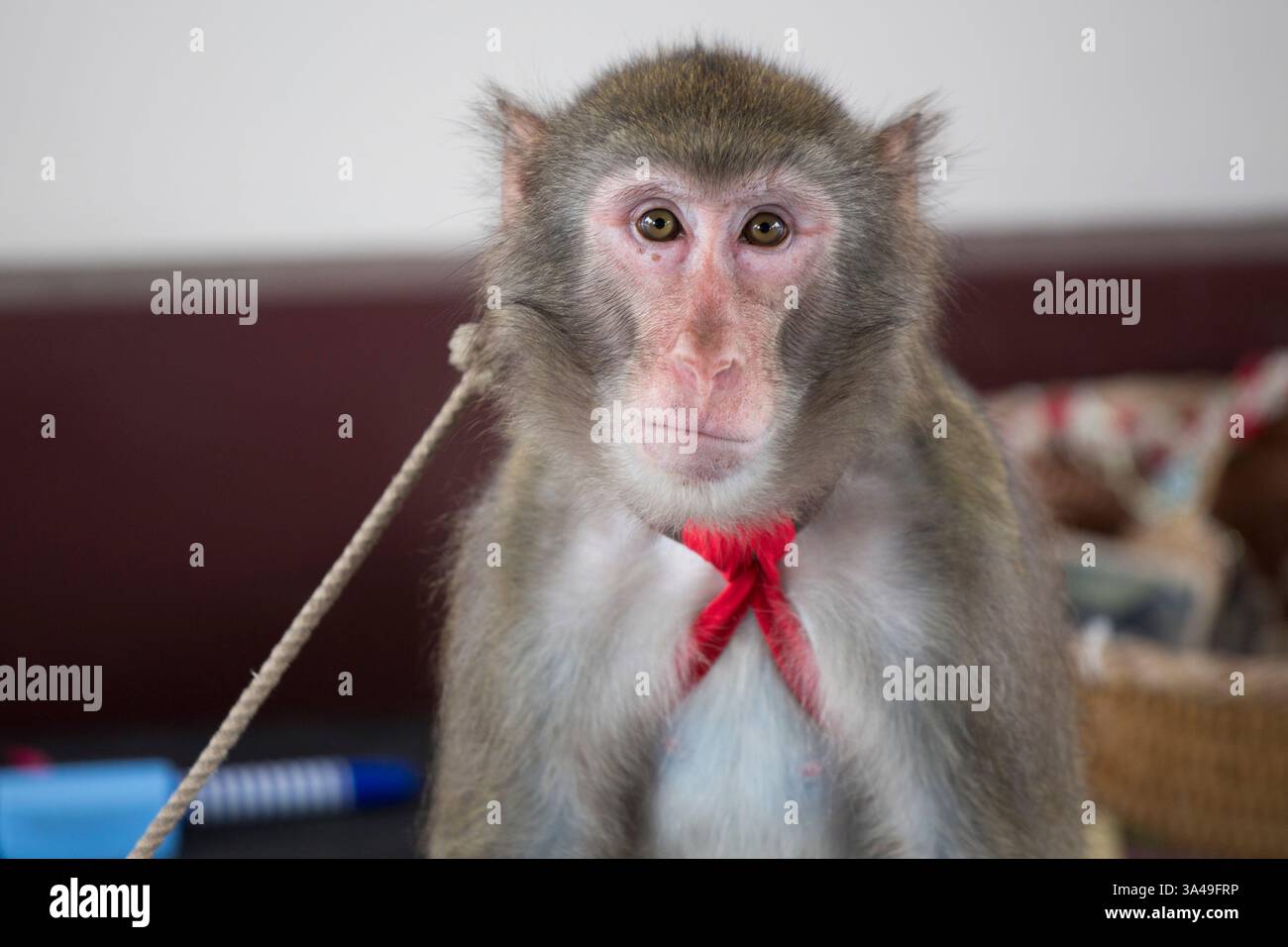 18. Juli 2014 - Tokio, Japan - Ein japanischer Affe rastet während einer Vorstellung im Kawasaki Daishi Tempel in Kawasaki, Süd-Tokio, Ein. (Bild: © Raul Ariano/ZUMA Wire/ZUMAPRESS.com) Stockfoto