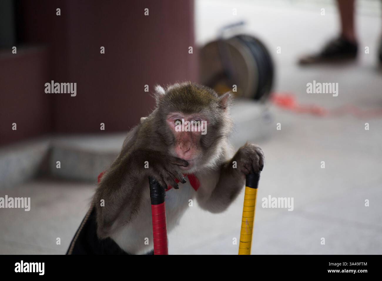 18. Juli 2014 - Tokio, Japan - Ein japanischer Affe rastet während einer Vorstellung im Kawasaki Daishi Tempel in Kawasaki, Süd-Tokio, Ein. (Bild: © Raul Ariano/ZUMA Wire/ZUMAPRESS.com) Stockfoto